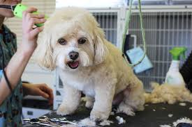 Pamper Your Furry Friend at A Pet Spa